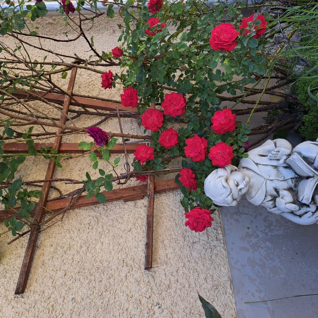 EindruckRosenEinfahrt