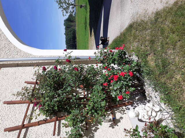 EindruckRosenEinfahrt (2)