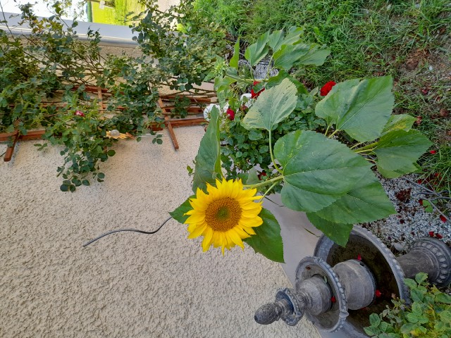 EindruckRosenSonnenblume